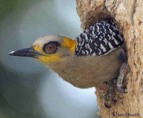Golden-cheeked Woodpecker