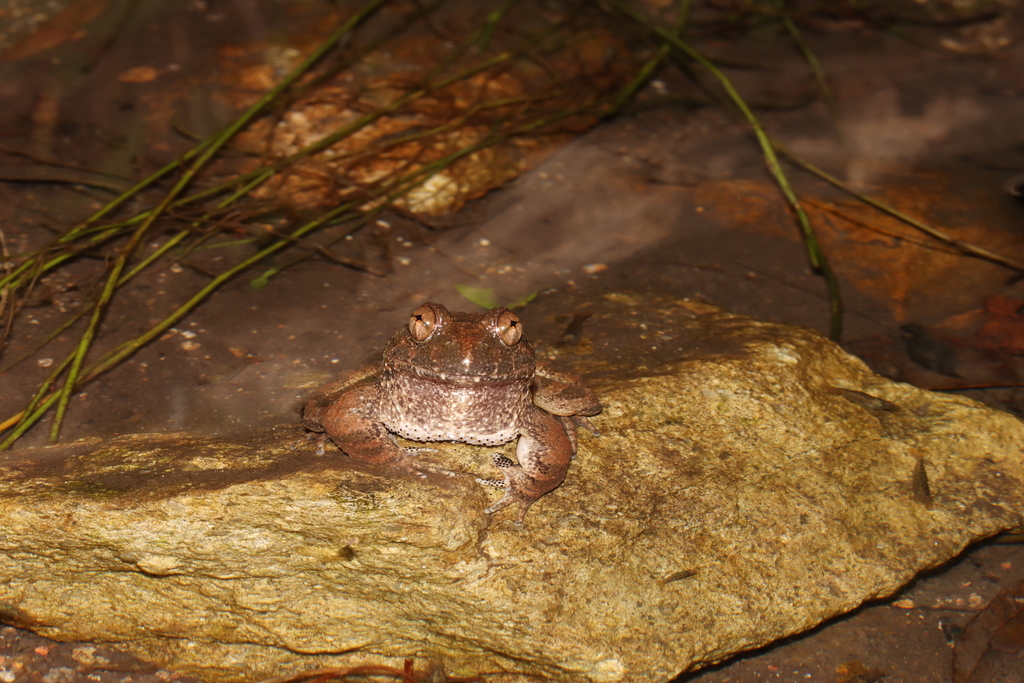 Quasipaa in January 2022 by YUK YEUNG LAUGHING ZHENG · iNaturalist