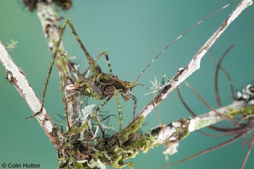 Genus Angara · iNaturalist