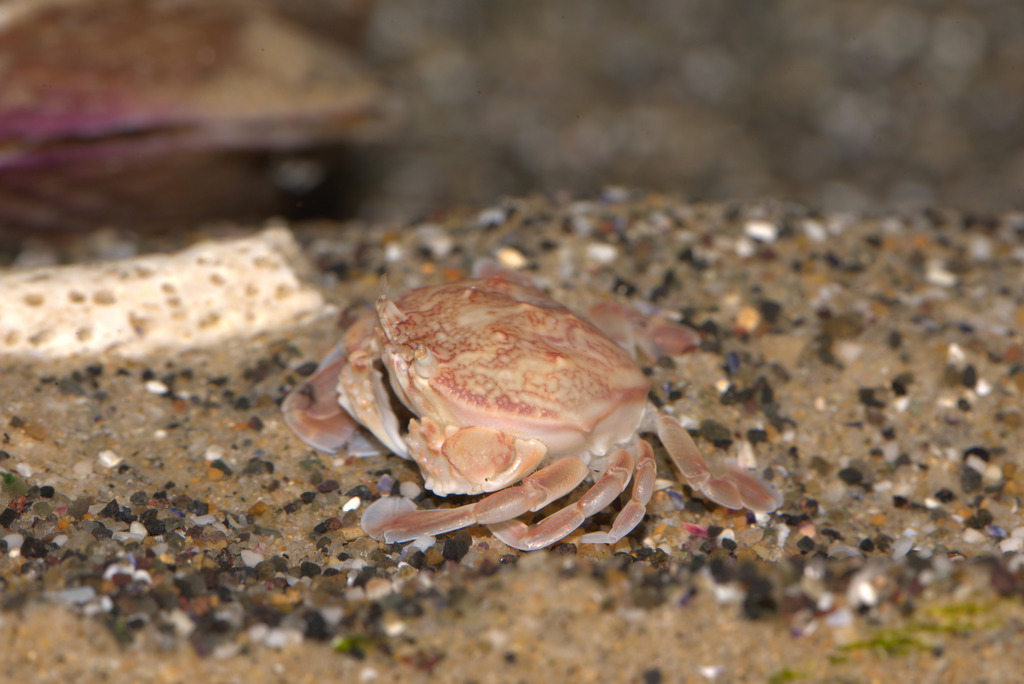 Genus Izanami · iNaturalist