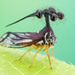 Globe-bearing Treehopper - Photo (c) c_hutton, all rights reserved, uploaded by c_hutton
