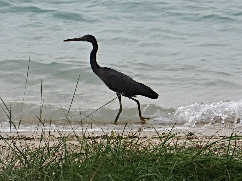 Pacific Reef-Heron from West Manggarai Regency, East Nusa Tenggara ...