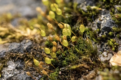 Ptychomitrium incurvum