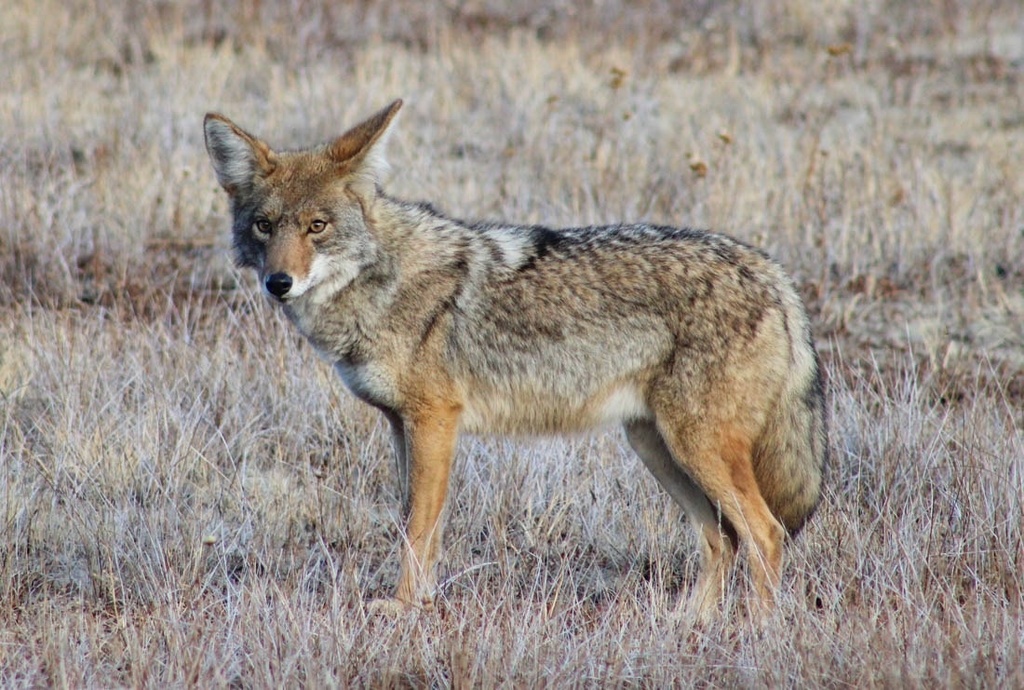 Coyote from Parque Nacional Sierra de San Pedro Mártir, Ensenada, BC ...