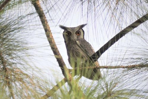 Northern White-faced Owl