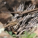 Liolaemus variegatus - Photo (c) sv, כל הזכויות שמורות, הועלה על ידי sv