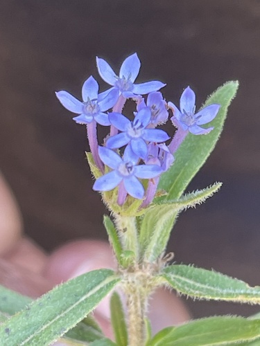 Pentanisia ouranogyne