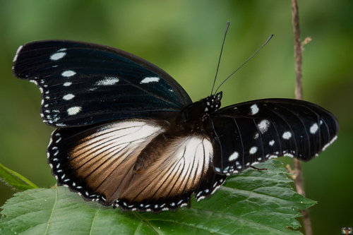 Large Variable Diadem