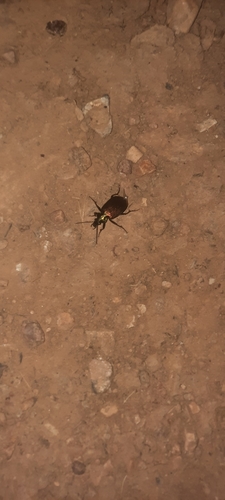 Calosoma alternans