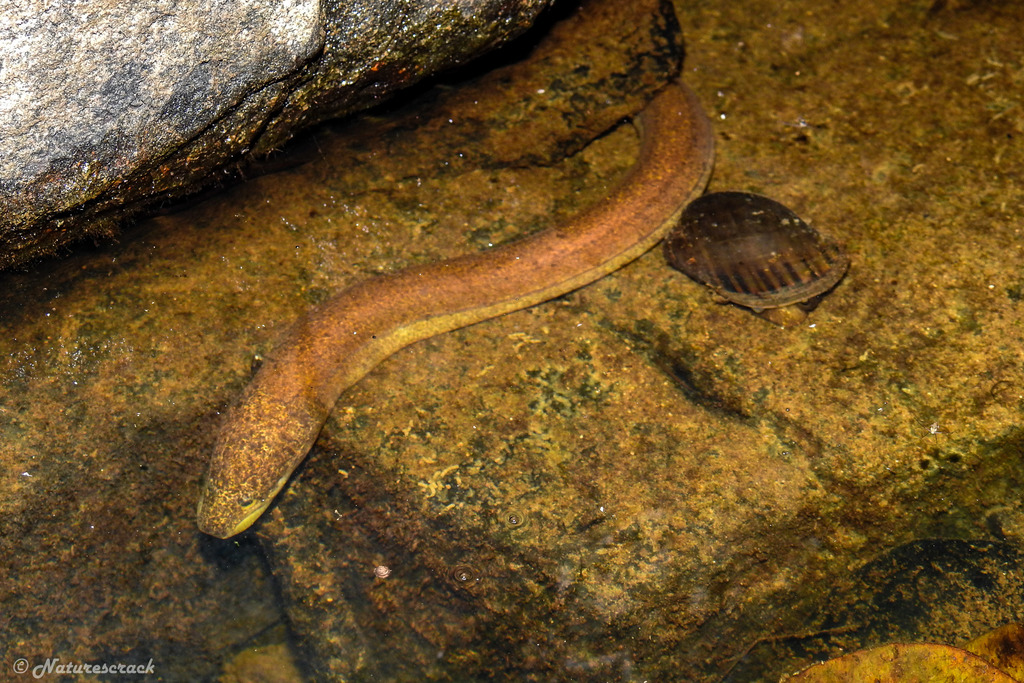 Peixes de água doce do Brasil - Mussum (Synbranchus marmoratus