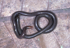 Liotyphlops albirostris image