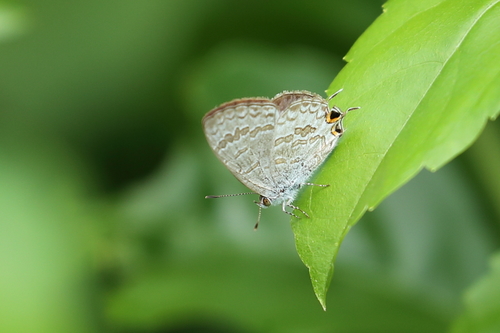 Speckled Line-Blue