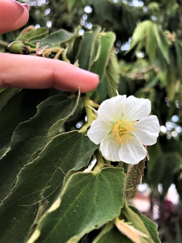 calabur tree from Colina del Sol, La Paz, B.C.S., México on January 25 ...