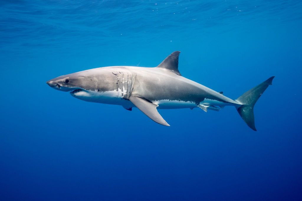 ホホジロザメ (Carcharodon carcharias) · iNaturalist