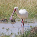 Spoonbills - Photo (c) Steve Collins, all rights reserved, uploaded by Steve Collins