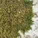 Tufted Feather-Moss - Photo (c) Emily Han, all rights reserved, uploaded by Emily Han