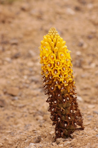 desert hyacinth