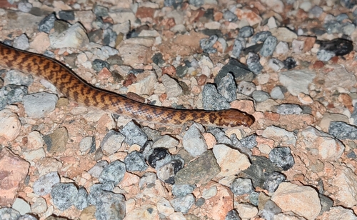 Rosen's Snake sighting