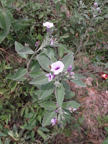 Astripomoea malvacea