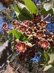 Sterculia apetala image