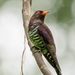 Violet Cuckoo - Photo (c) Chan Chee Keong, all rights reserved, uploaded by Chan Chee Keong
