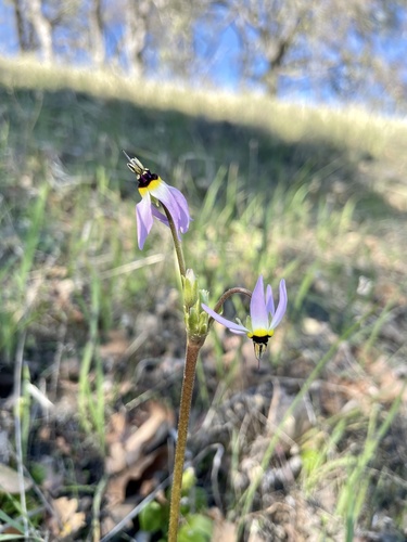 iNaturalist observation photo of Shooting Stars