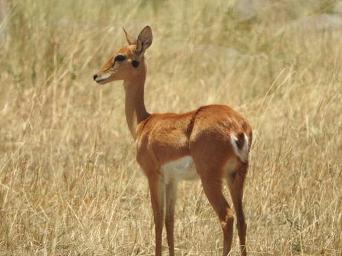 Oribi