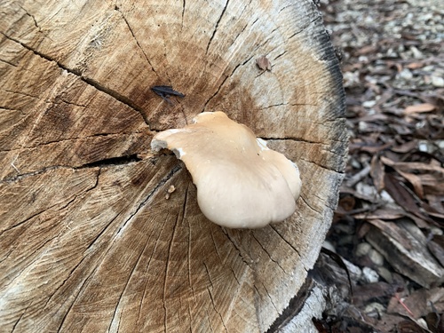 iNaturalist observation photo of Oyster Mushrooms