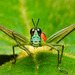 Monkey Grasshoppers - Photo (c) Daniel Vélez, all rights reserved, uploaded by Daniel Vélez