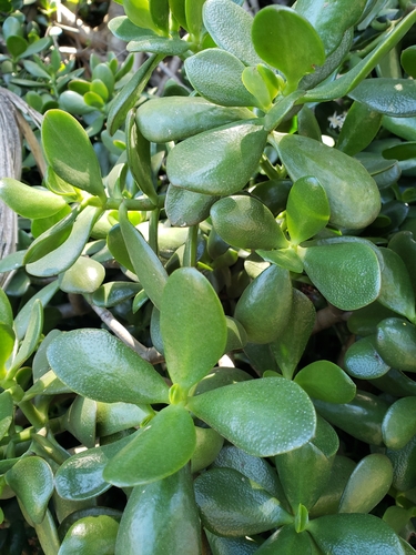 Tikrasis storlapis nuotrauka