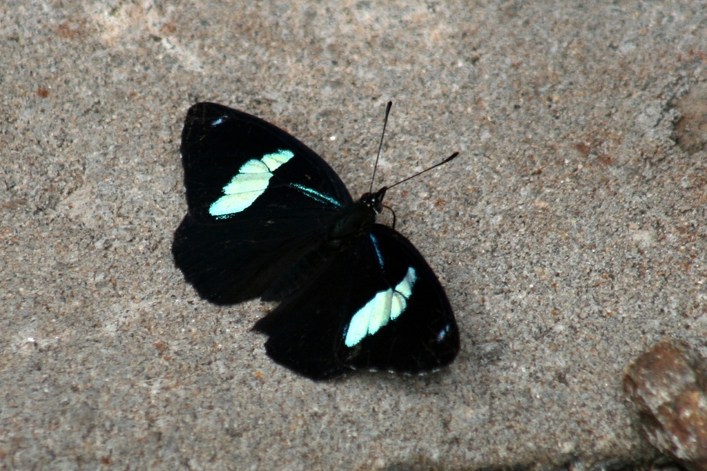 Eighty-eight Butterflies from Iguazú on March 31, 2014 by Marcela ...