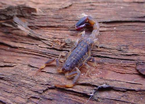 Ananteris diegorojasi · iNaturalist