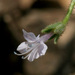Allophyllum glutinosum - Photo (c) NatureShutterbug, todos los derechos reservados, subido por NatureShutterbug