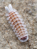 Bristly Millipede - Photo (c) Benjamin Fabian, all rights reserved, uploaded by Benjamin Fabian