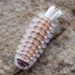 Bristly Millipede - Photo (c) Benjamin Fabian, all rights reserved, uploaded by Benjamin Fabian