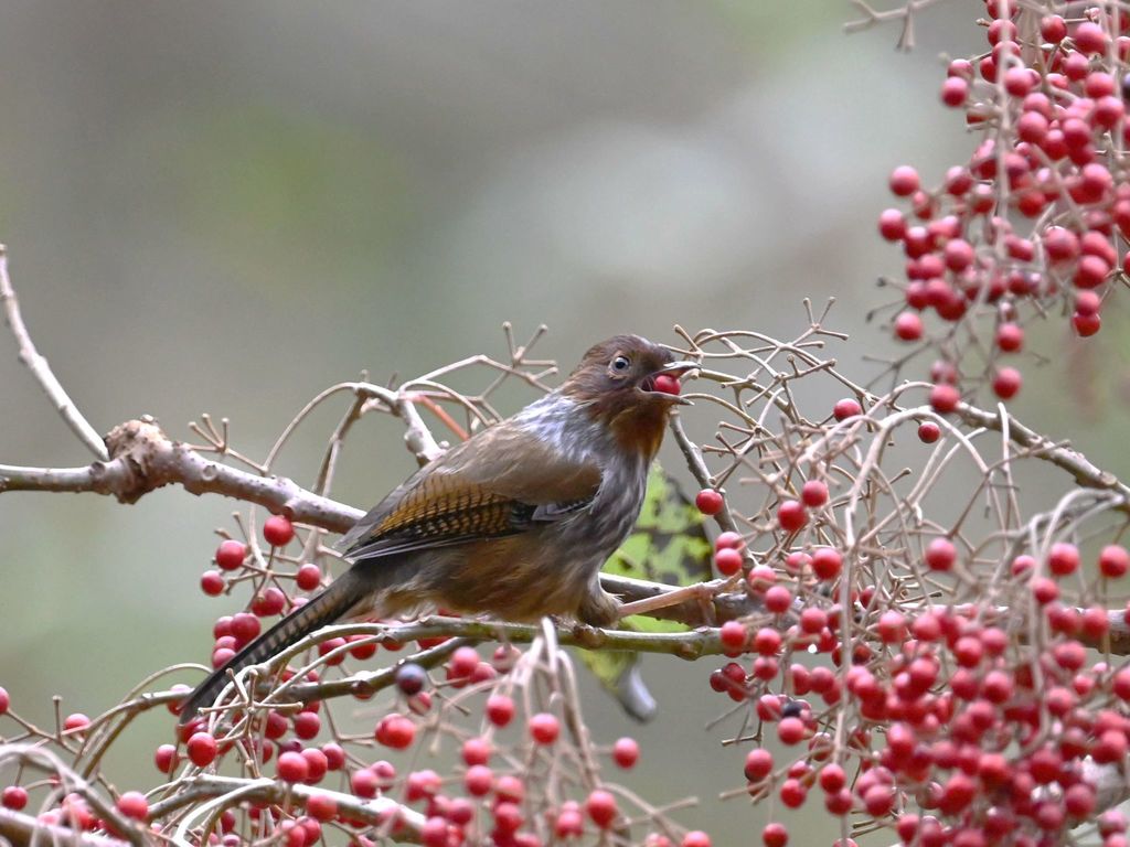 Taiwan Barwing photo