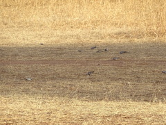 Oena capensis image