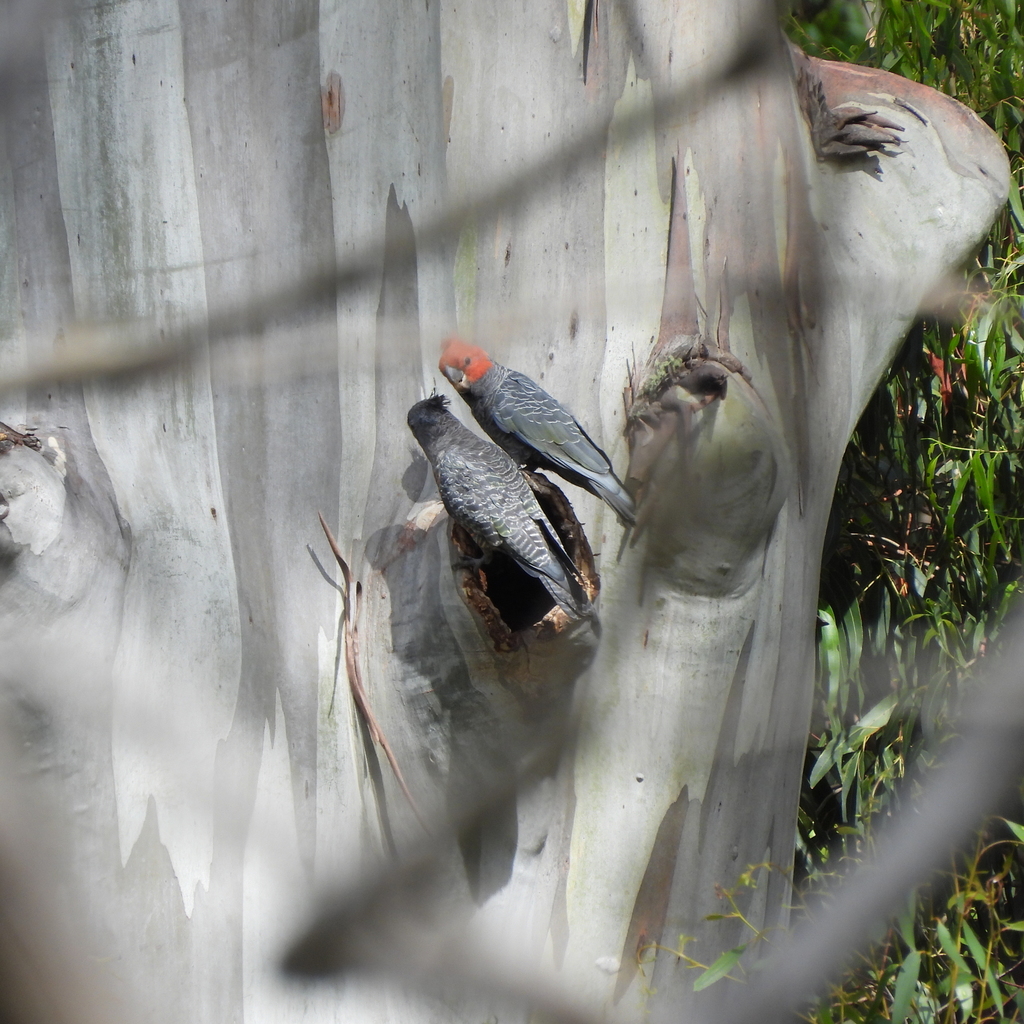 Gang Gang Cockatoo In January 2022 By Camidge Pair Spent Time At A   Large 