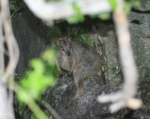 Cape York Rock Wallaby (Petrogale coenensis) — Endangered Mammalia