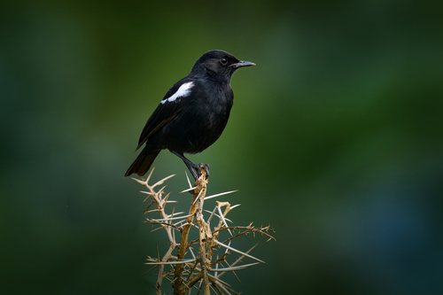 Sooty Chat