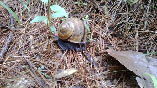 Lysinoe ghiesbreghti