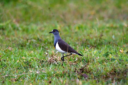 Senegal Lapwing