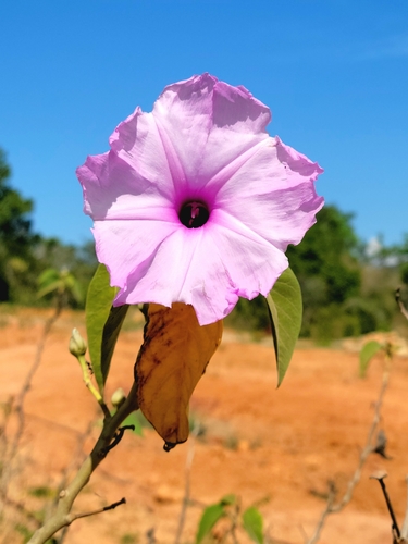 Bush Morning Glory