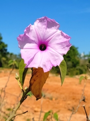 Bush Morning Glory