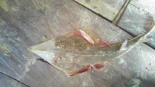 Blackchin Guitarfish