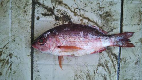 Golden African Snapper