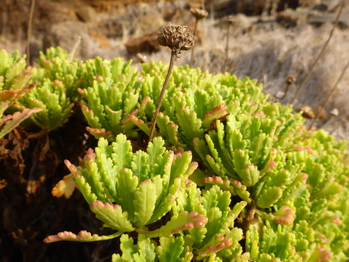 Argyranthemum pinnatifidum