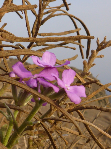 Matthiola maderensis