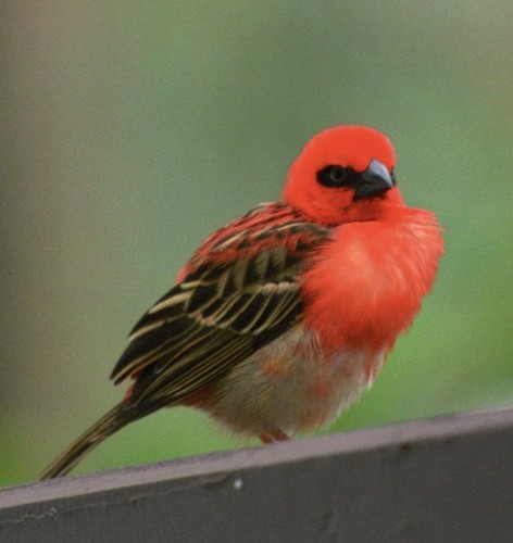 Red Fody