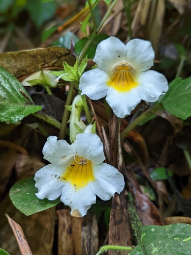 Gasteranthus herbaceus